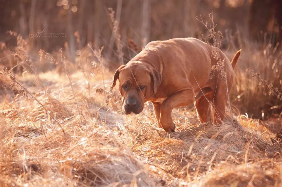 日本最強鬥犬土佐 它根本不想戰鬥 雪花新闻 日本最強鬥犬土佐 它根本不想戰鬥 雪花新闻